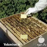 فروش عرضه نوار کنه زنبورعسل ارگانیک در گروه خرید و فروش زنبورعسل در یکمیوه