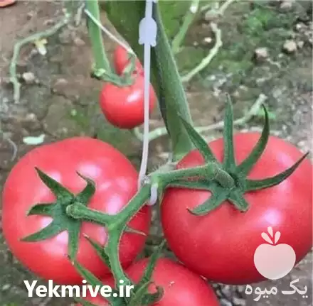 فروش قلاب نگهدارنده خوشه عصایی در گروه خرید و فروش تجهیزات گلخانه در یکمیوه -عکس1