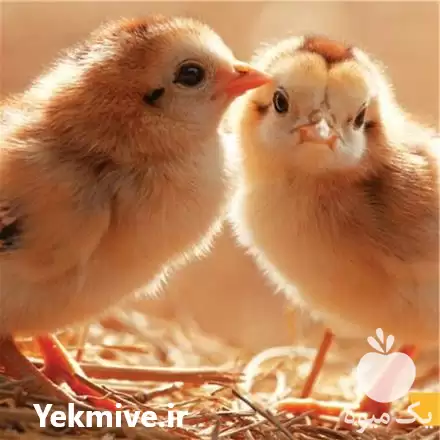 فروش جوجه یک روزه محلی در کرج در گروه مرغ و خروس و بوقلمون و اردک قو قاز در یکمیوه -عکس1
