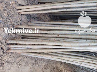 نهال سنوبر نهالستان درمیاندواب نهال درخت در اردبیل در گروه خرید و فروش نهال درخت در یکمیوه -عکس1