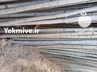 نهال سنوبر نهالستان درمیاندواب نهال درخت در اردبیل در گروه خرید و فروش نهال درخت در یکمیوه -عکس3