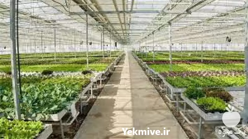 ساخت گلخانه هیدروپونیک و تجهیزات آن در کرج در گروه سازنده در یکمیوه -عکس1