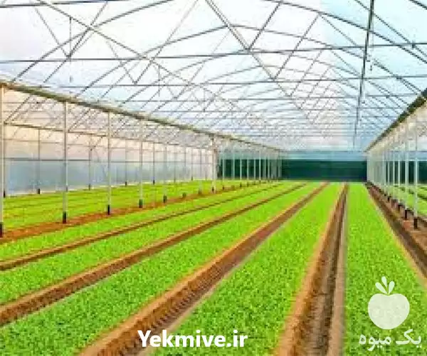احداث گلخانه تونلی در گروه سازنده در یکمیوه -عکس1