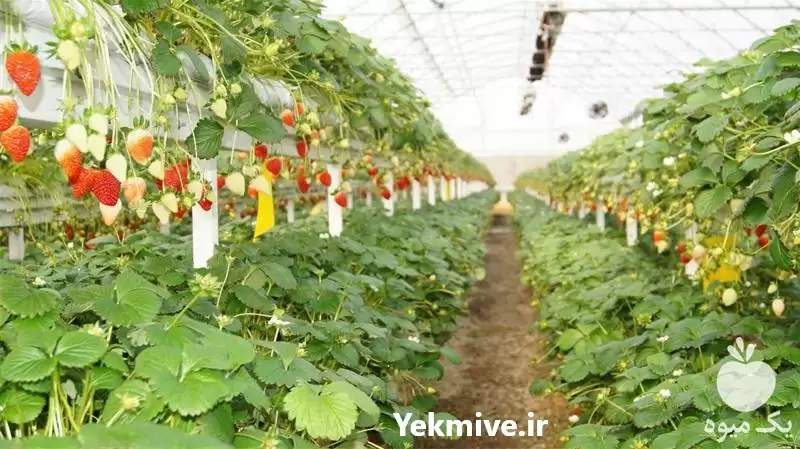 بست و اتصالات گلخانه در گروه سازنده در یکمیوه -عکس1