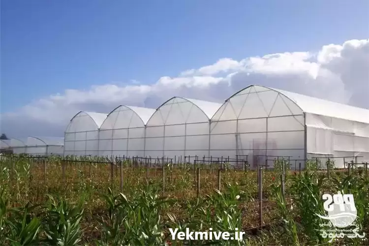 فروش نایلون دارای یووی در تهران در گروه خرید و فروش بسته بندی نایلونی در یکمیوه -عکس1