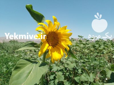 زمین مرغداری زمین کشاورزی در خوی در گروه فروش ملک و زمین در یکمیوه -عکس2