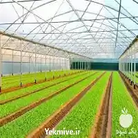 احداث گلخانه تونلی در گروه سازنده در یکمیوه