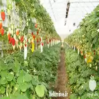 بست و اتصالات گلخانه در گروه سازنده در یکمیوه