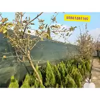 پخش و فروش انواع توری در تهران در گروه خرید و فروش توری گلخانه در یکمیوه