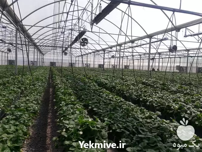 فروش گرمایش تابشی لوله ای سقفی در تبریز در گروه خرید و فروش بخاری و هیتر گلخانه در یکمیوه -عکس1