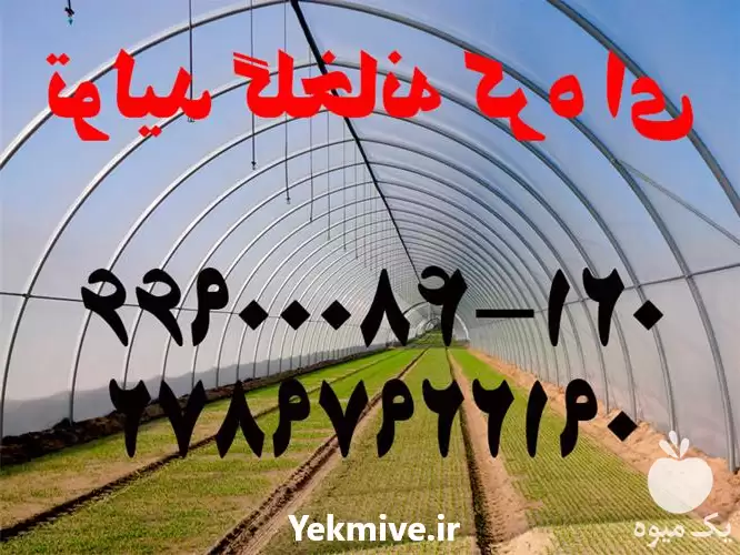 سازنده طراحی در گروه سازنده در یکمیوه -عکس1