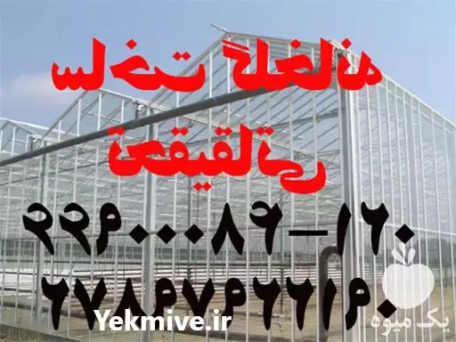 ساخت گلخانه صنعتی در گروه سازنده در یکمیوه -عکس1