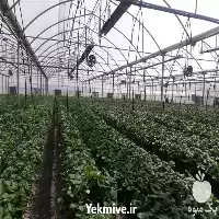 فروش گرمایش تابشی لوله ای سقفی در تبریز در گروه خرید و فروش بخاری و هیتر گلخانه در یکمیوه