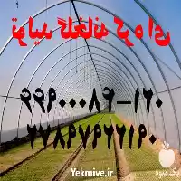 سازنده طراحی در گروه سازنده در یکمیوه