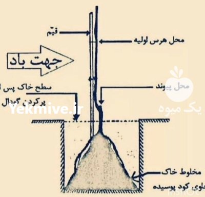 نهال گردوژنوتیپ برتردرمیان دوآب امیرنهال در اردبیل در گروه خرید و فروش نهال گردو در یکمیوه -عکس1