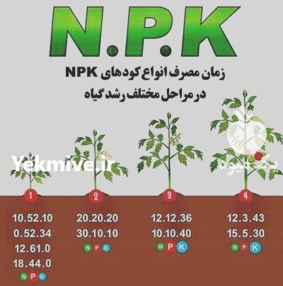 نهال گردوژنوتیپ برتردرمیان دوآب امیرنهال در اردبیل در گروه خرید و فروش نهال گردو در یکمیوه -عکس3