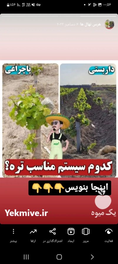 نهال گردوژنوتیپ برتردرمیان دوآب امیرنهال در اردبیل در گروه خرید و فروش نهال گردو در یکمیوه -عکس4