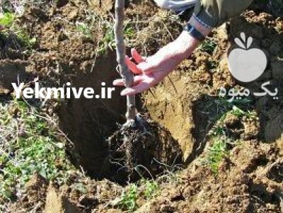 نهال گیلاس تک دانه نهال بادام در گروه خرید و فروش نهال میوه در یکمیوه -عکس1