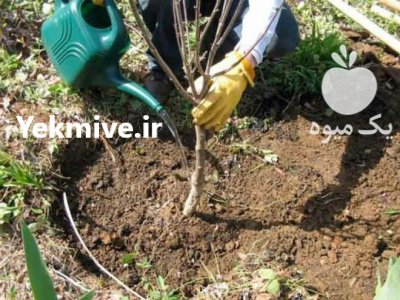 نهال گیلاس تک دانه نهال بادام در گروه خرید و فروش نهال میوه در یکمیوه -عکس2