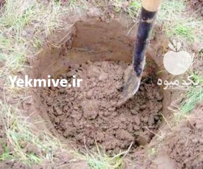 نهال گیلاس تک دانه نهال بادام در گروه خرید و فروش نهال میوه در یکمیوه -عکس3