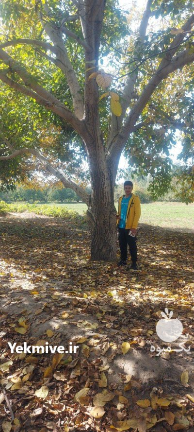 نهال گیلاس تک دانه نهال بادام در گروه خرید و فروش نهال میوه در یکمیوه -عکس4