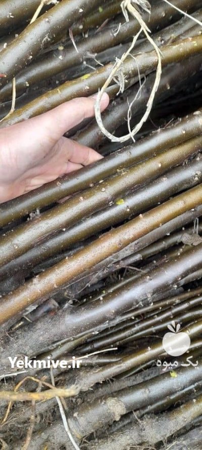 فروش نهال صنوبر در کرج در گروه خرید و فروش نهال صنوبر در یکمیوه -عکس4