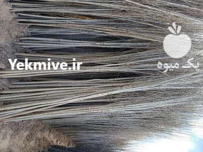 فروش نهال صنوبر اصل تبریزی در گروه خرید و فروش نهال صنوبر در یکمیوه -عکس3