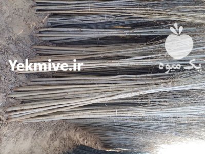 فروش نهال صنوبر اصل تبریزی در گروه خرید و فروش نهال صنوبر در یکمیوه -عکس4