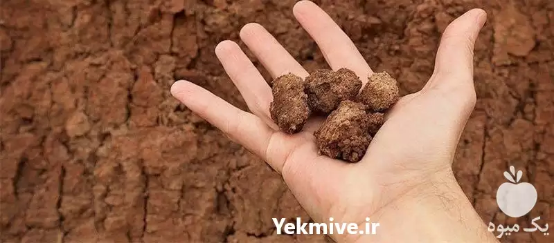 فروش خدمات باغبانی تعویض خاک گلدون در تهران در گروه انواع محصولات خاک و تغذیه در یکمیوه -عکس1