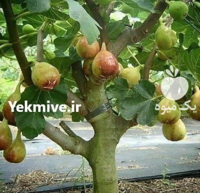 فروش انواع نهال های شناسه دار در ارومیه در گروه خرید و فروش نهال در یکمیوه -عکس1