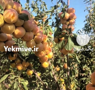 فروش انواع نهال های شناسه دار در ارومیه در گروه خرید و فروش نهال در یکمیوه -عکس2