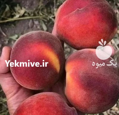 فروش انواع نهال های شناسه دار در ارومیه در گروه خرید و فروش نهال در یکمیوه -عکس3