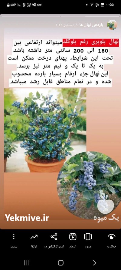 فروش انواع نهال های شناسه دار در ارومیه در گروه خرید و فروش نهال در یکمیوه -عکس4