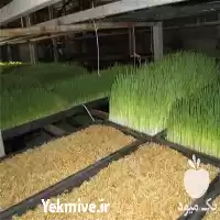 قیمت خرید لوازم تجهیزات دستگاه علوفه در گروه خرید و فروش دستگاه علوفه در یکمیوه