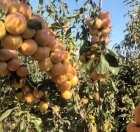 فروش نهال صنوبر در کرج در گروه خرید و فروش نهال صنوبر در یکمیوه