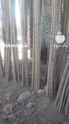 فروش انواع نهال های مثمر و غیر در اهرم در گروه خرید و فروش نهال در یکمیوه