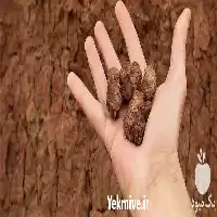 فروش خدمات باغبانی تعویض خاک گلدون در تهران در گروه انواع محصولات خاک و تغذیه در یکمیوه