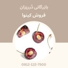 فروش روغن و فروش مغز هسته در تهران در گروه خرید و فروش انواع روغن در یکمیوه
