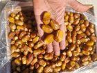 فروش خرمای زاهدی لوکس درجه دو در آستارا