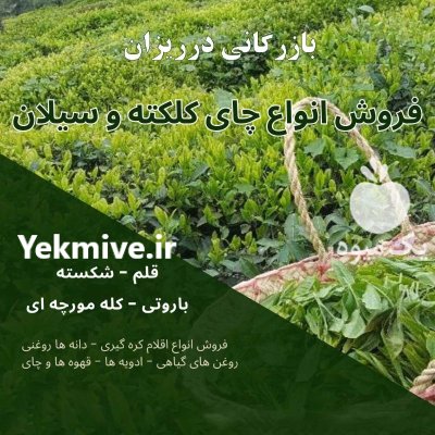 فروش چای کلکته فروش چای سیلان در تهران در گروه خرید و فروش چای در یکمیوه -عکس1