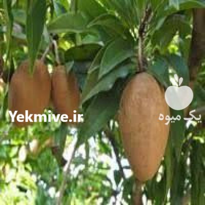 انواع نهال های کمیاب خاص در تهران در گروه خرید و فروش نهال در یکمیوه -عکس1