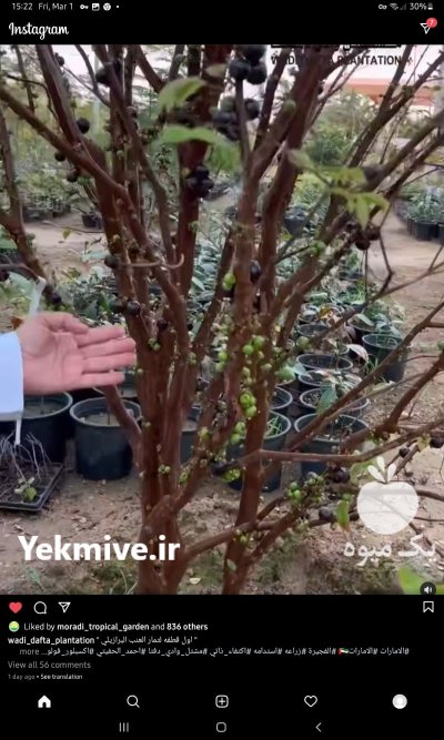 انواع نهال های کمیاب خاص در تهران در گروه خرید و فروش نهال در یکمیوه -عکس3