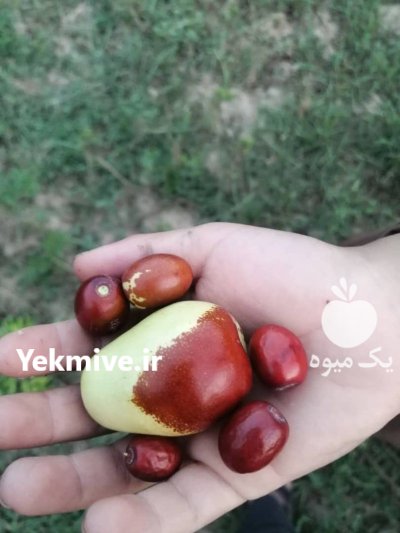 انواع نهال استوایی گرمسیری نیمه گرمسیری در بوشهر در گروه خرید و فروش نهال در یکمیوه -عکس1