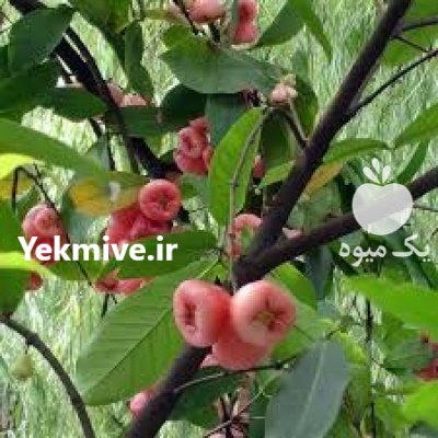 انواع نهال استوایی گرمسیری نیمه گرمسیری در بوشهر در گروه خرید و فروش نهال در یکمیوه -عکس2
