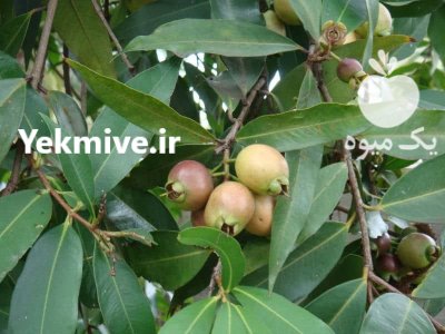 انواع نهال استوایی گرمسیری نیمه گرمسیری در بوشهر در گروه خرید و فروش نهال در یکمیوه -عکس3