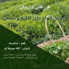 فروش چای کلکته فروش چای سیلان در تهران در گروه خرید و فروش چای در یکمیوه