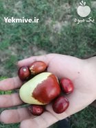 انواع نهال استوایی گرمسیری نیمه گرمسیری در بوشهر در گروه خرید و فروش نهال در یکمیوه