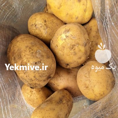 سیب زمینی آگریا در تهران در گروه خرید و فروش سیب زمینی در یکمیوه -عکس1