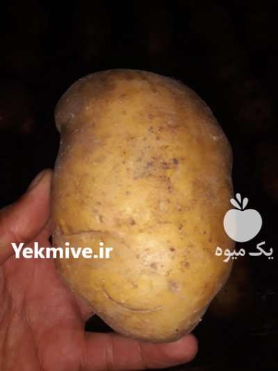 سیب زمینی آگریا در تهران در گروه خرید و فروش سیب زمینی در یکمیوه -عکس2