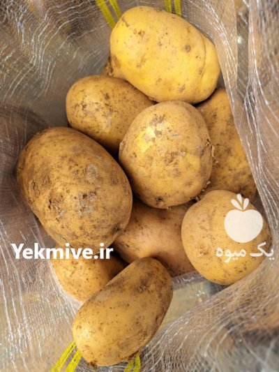 سیب زمینی آگریا در تهران در گروه خرید و فروش سیب زمینی در یکمیوه -عکس3